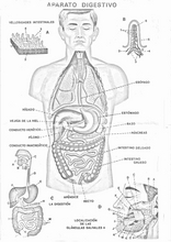 Il corpo umano per imparare lo spagnolo2