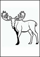 Elks - Animals5