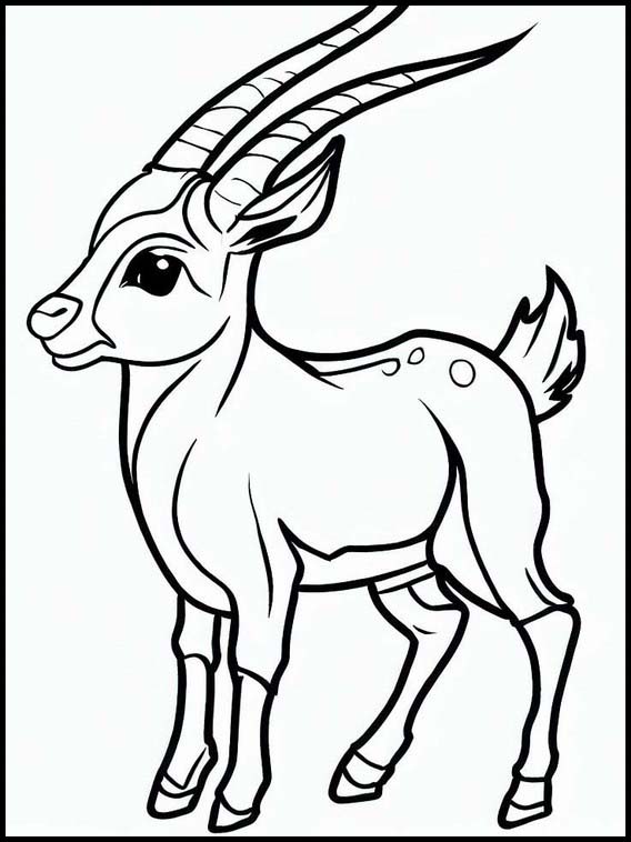 Antilopes - Animaux 3