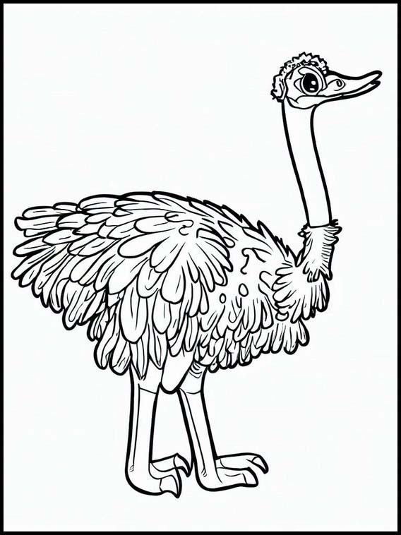 Ostriches - Animals 3