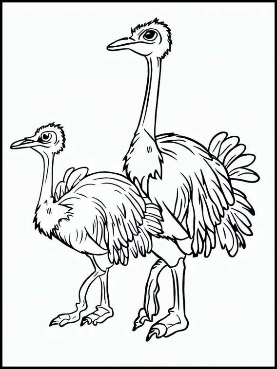 Ostriches - Animals 4