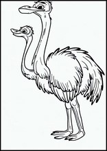Ostriches - Animals1