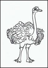 Ostriches - Animals2