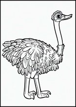 Struisvogels - Dieren3