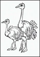 Ostriches - Animals4