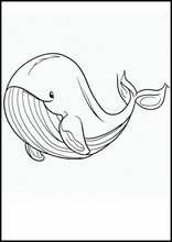 Walvissen - Dieren6