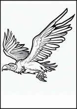 Vultures - Animals6