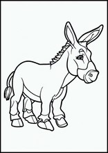 Donkeys - Animals6