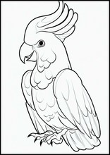 Cockatoos - Animals1