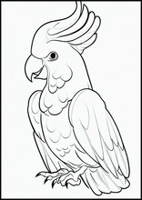 Cacatua - Animali1