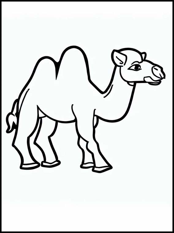 Kamelit - Eläimet 1