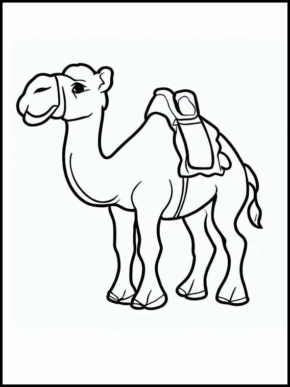 Kameler - Dyr 2