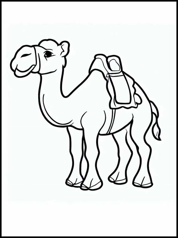 Camels - Animals 2