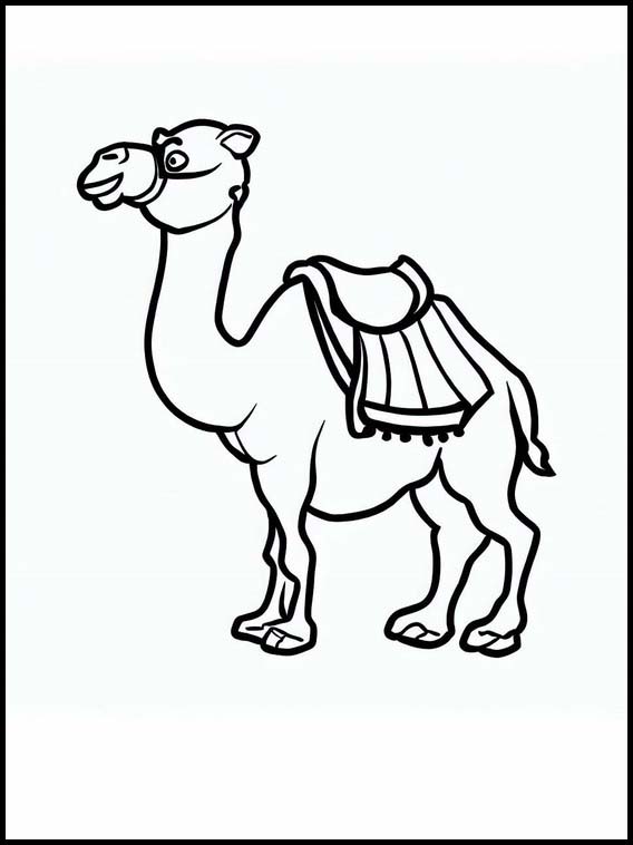Camelos - Animais 3