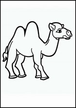 Kameler - Djur1
