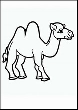 Camellos - Animales1