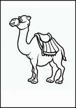 Kamelen - Dieren3