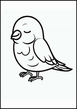 Kanarienvögel - Tiere2