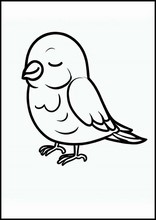 Canarini - Animali2