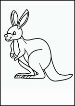 Kangaroos - Animals3