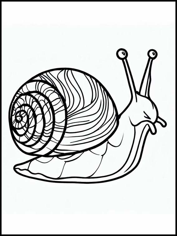 Escargots - Animaux 3