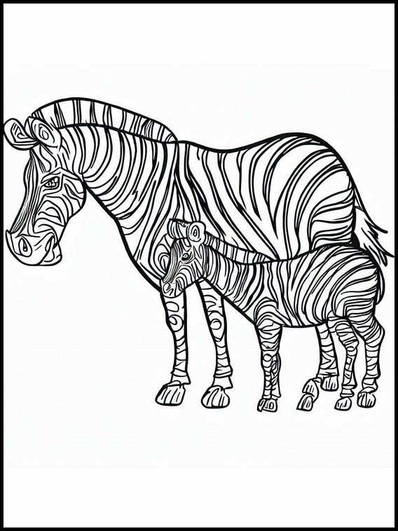 Zebras - Tiere 5