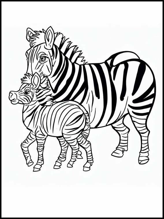 Zebre - Animali 6