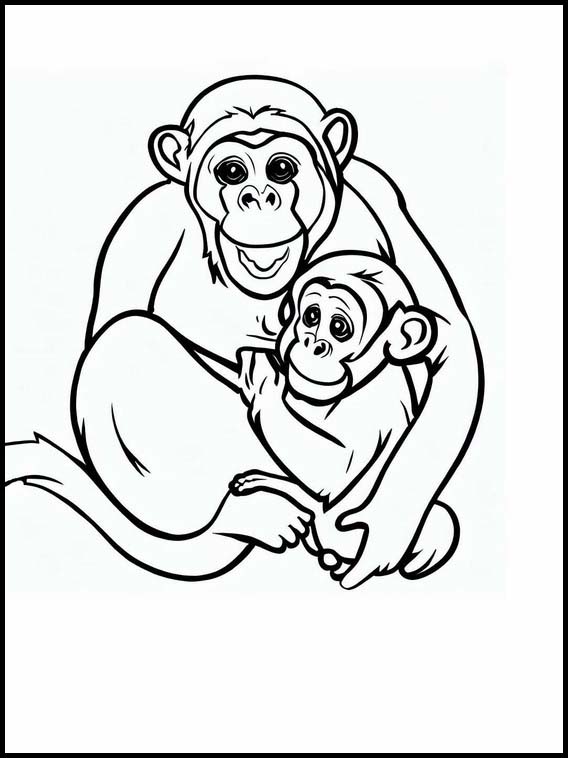 Chimpanzés - Animaux 1
