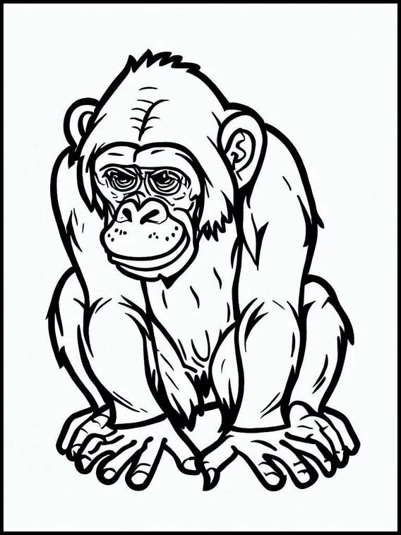 Sjimpanse - Dyr 3