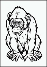 Chimpanzés - Animaux3