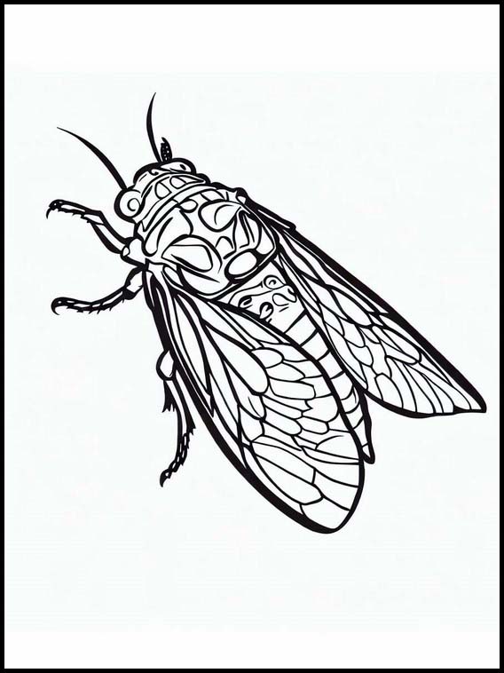 Cicaden - Dieren 4
