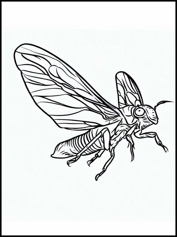 Cicadas - Eläimet 6