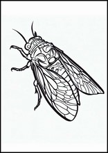 Cicaden - Dieren4
