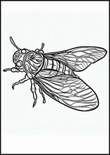 Cicaden - Dieren5