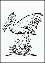 Storks - Animals2