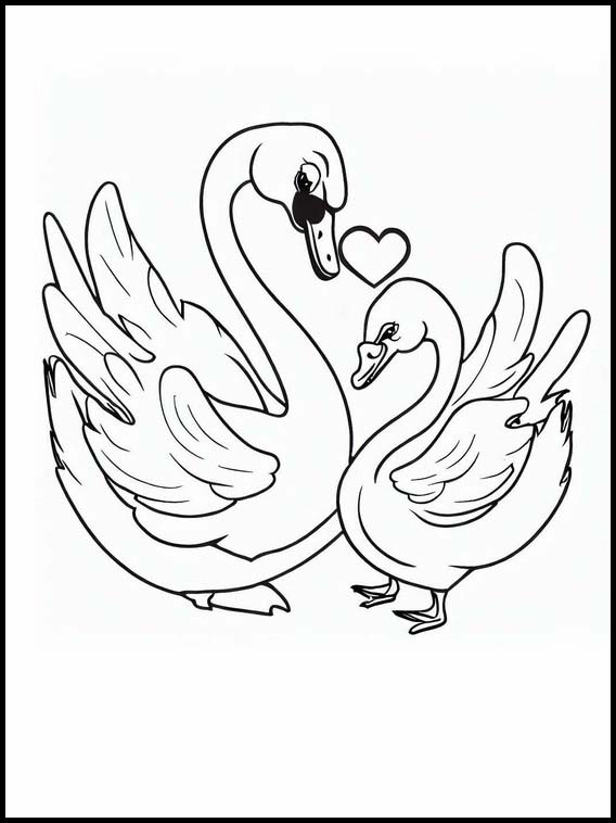 Cisnes - Animales 2