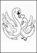 Cisnes - Animales2