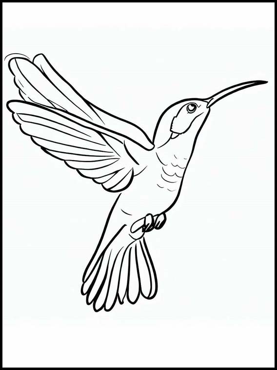 Kolibrit - Eläimet 5