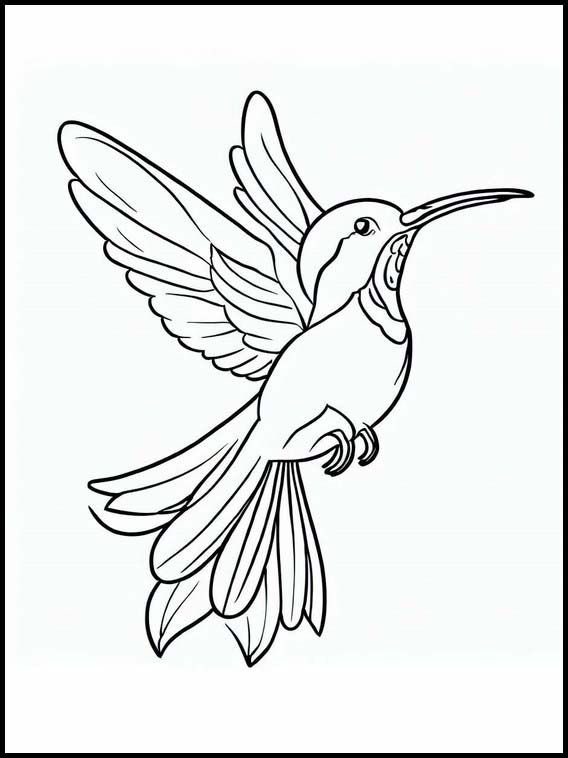 Colibris - Animaux 6