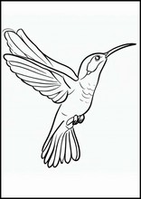 Colibris - Animales5