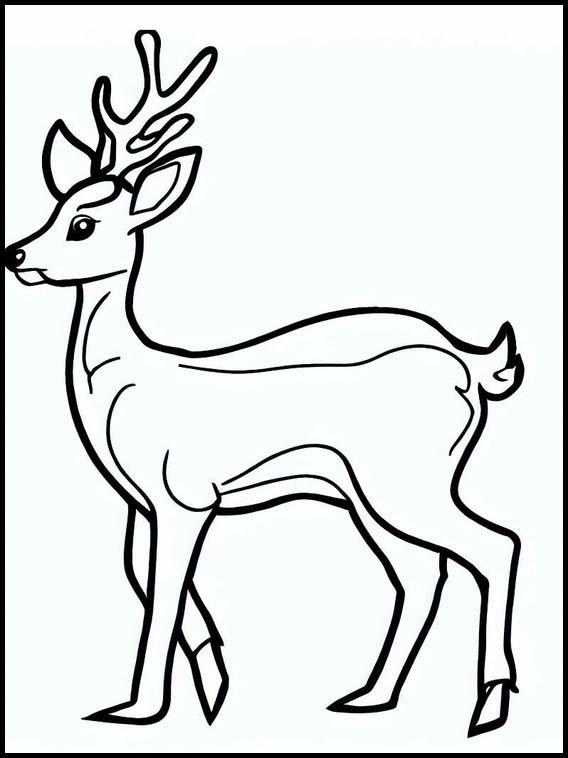 Roe Deer - Animals 1