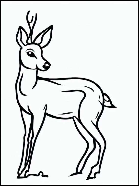 Roe Deer - Animals 4