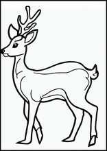 Roe Deer - Animals1
