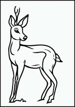 Roe Deer - Animals4
