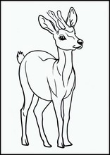 Roe Deer - Animals5