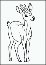 Rehe - Tiere5