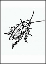 Kakerlakker - Dyr3