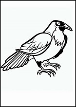 Cuervos - Animales5