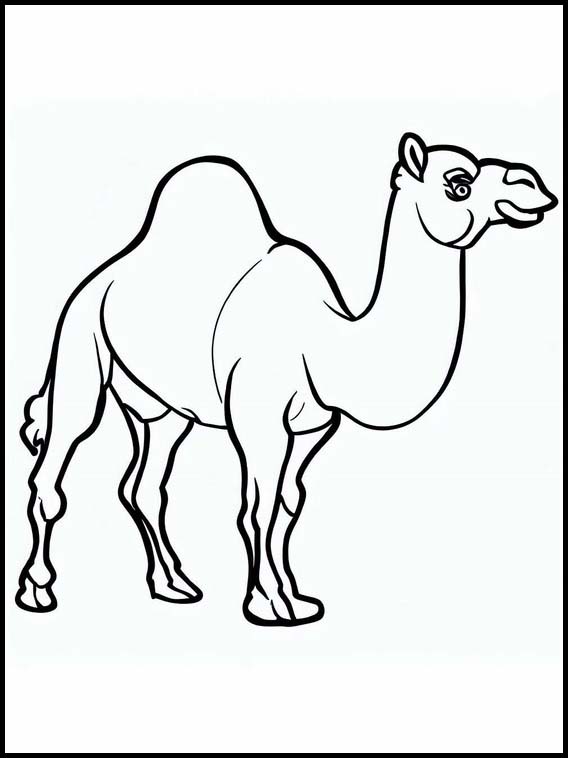 Dromedaries - Animals 2