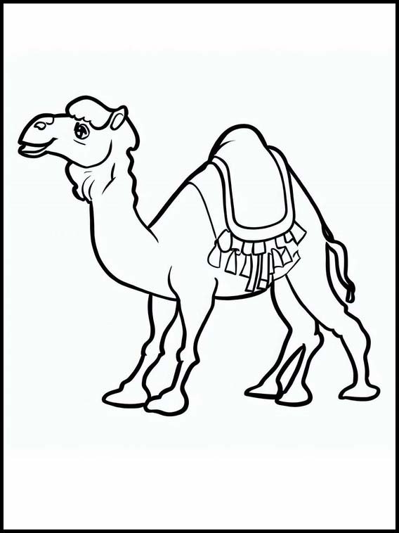 Dromedaries - Animals 3